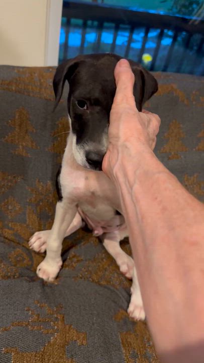 Enlarge Leonel - Paradise Rescue, a Adoptable mixed breed in Oregon City, OR video 6/6