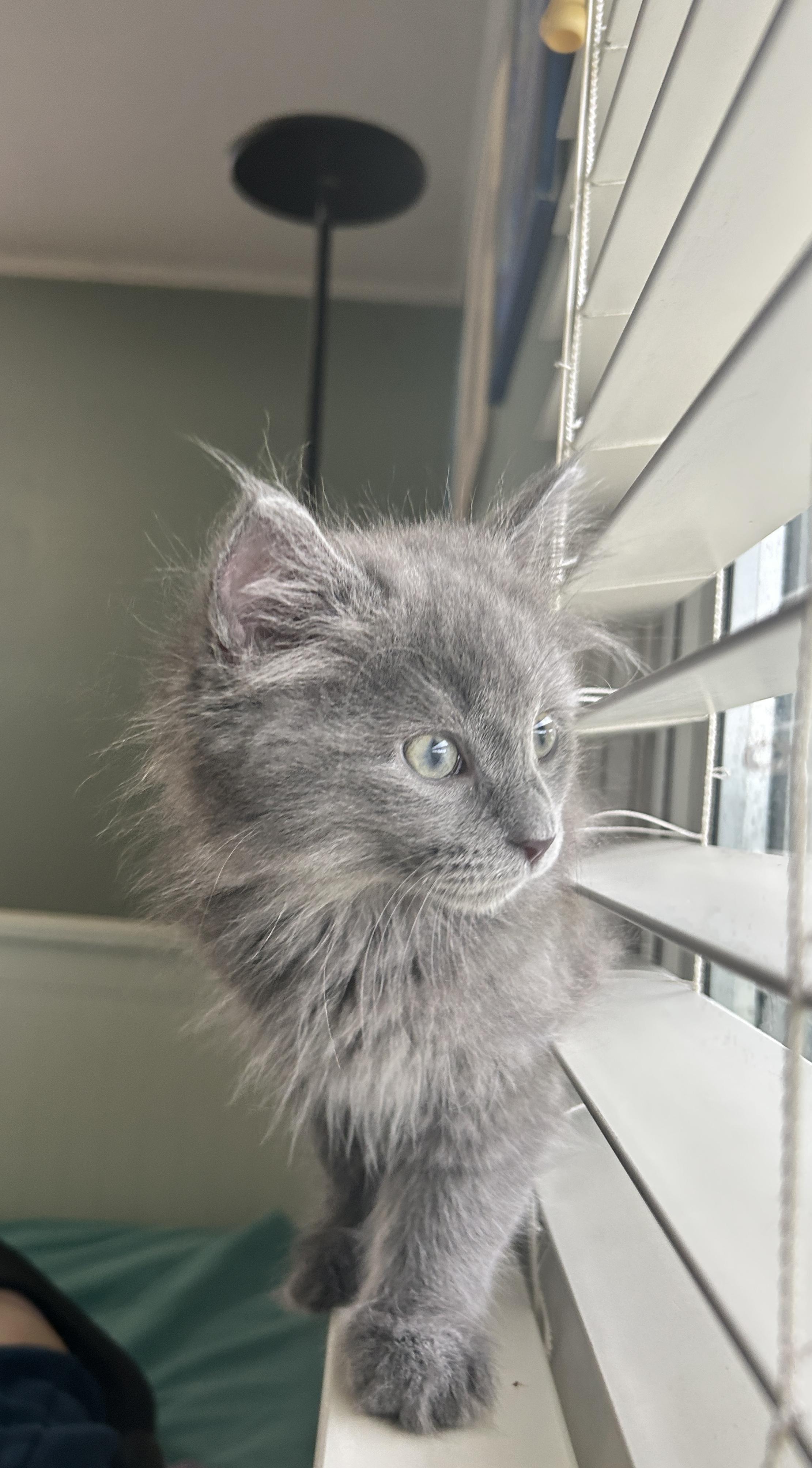 Jade, a Adoptable Domestic Long Hair in Pittsburgh, PA image 4/6