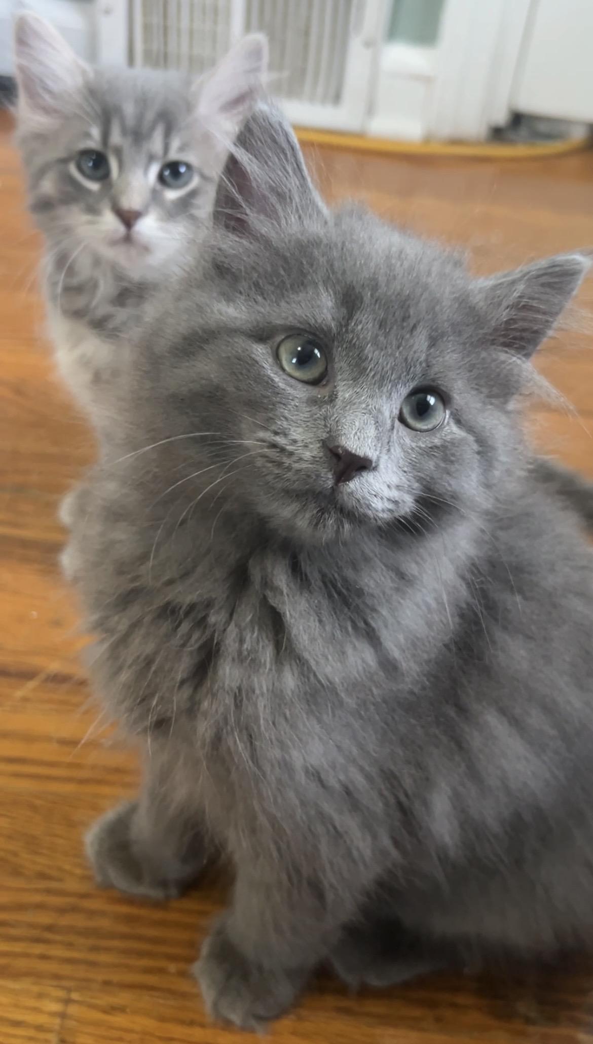 Jade, a Adoptable Domestic Long Hair in Pittsburgh, PA image 1/6