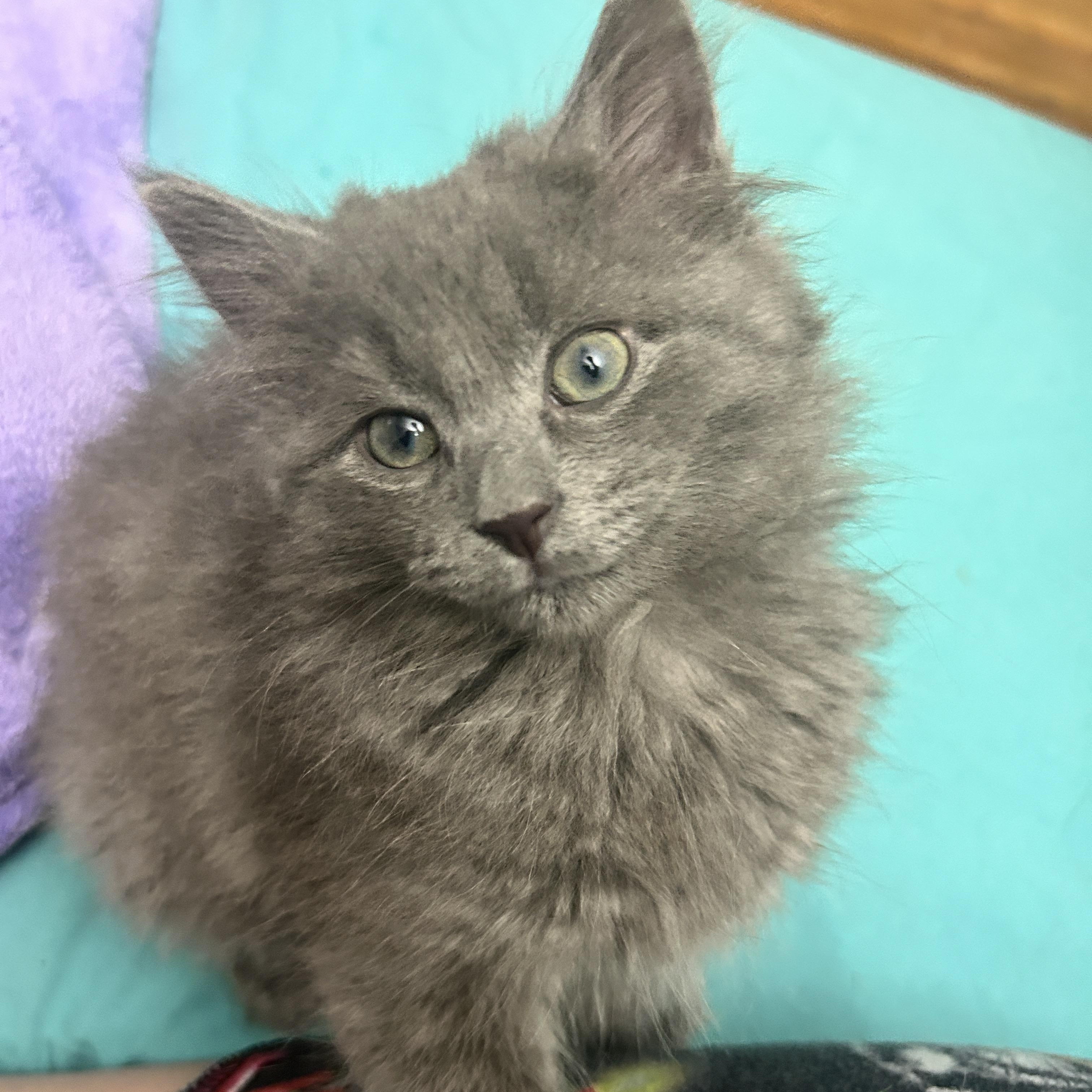 Jade, a Adoptable Domestic Long Hair in Pittsburgh, PA image 5/6
