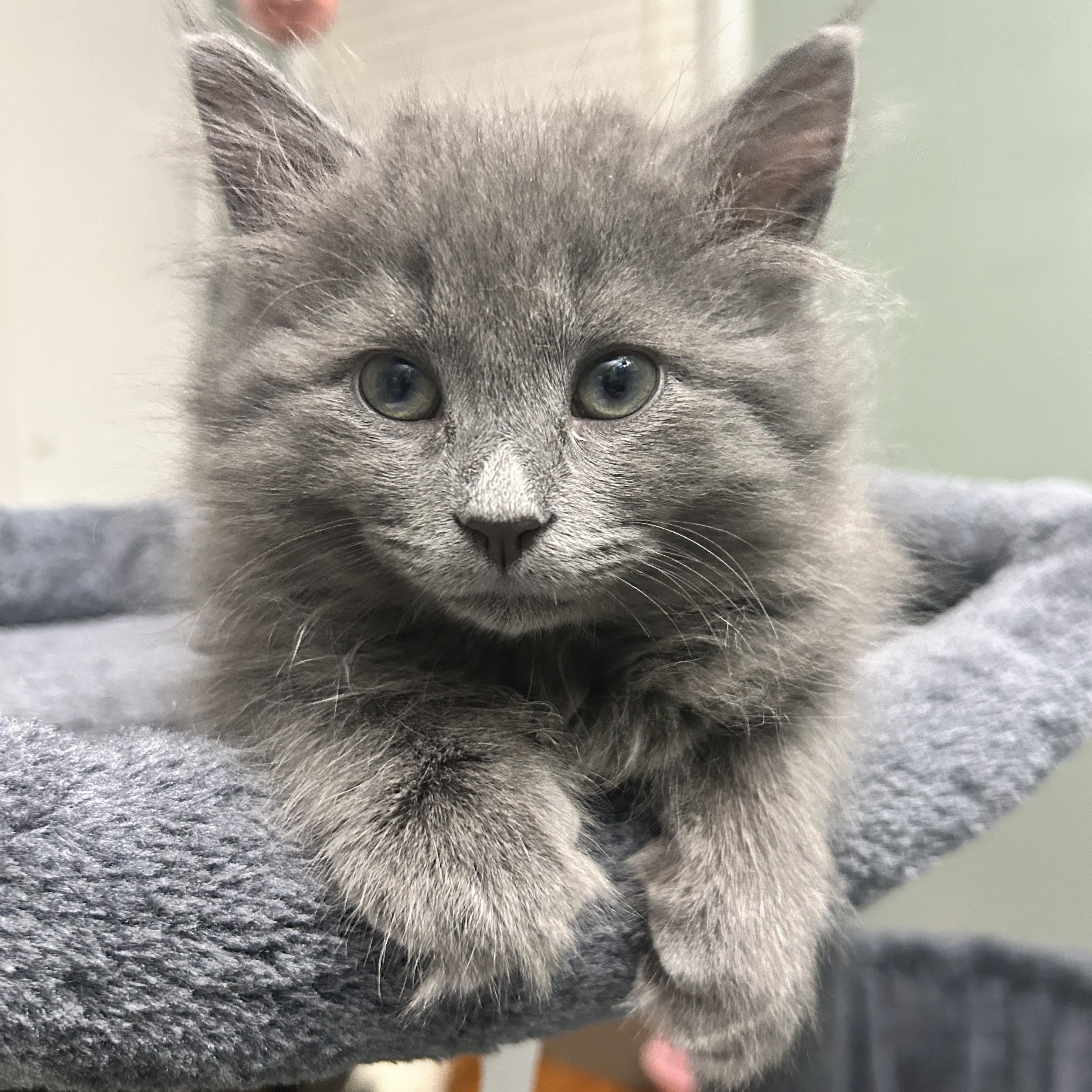 Jade, a Adoptable Domestic Long Hair in Pittsburgh, PA image 3/6