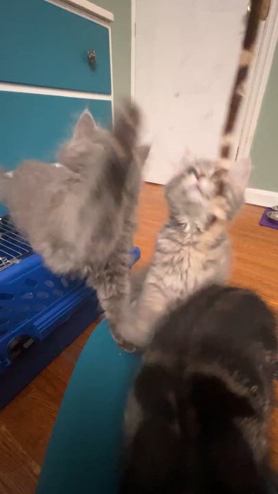 Enlarge Jade, a Adoptable Domestic Long Hair in Pittsburgh, PA video 6/6