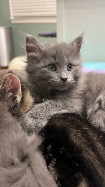 Enlarge Jade, a Adoptable Domestic Long Hair in Pittsburgh, PA video 2/6