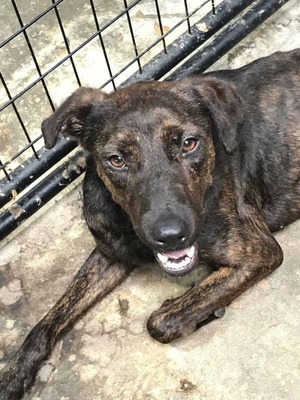 Enlarge Ashton, a Adoptable Labrador Retriever in Jackson, MS image 1/2