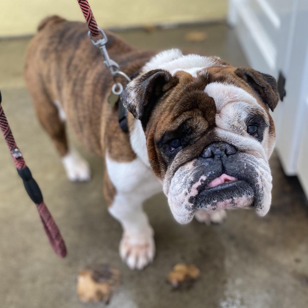 Buster the Bulldog, a Adoptable English Bulldog in Escondido, CA image 2/5