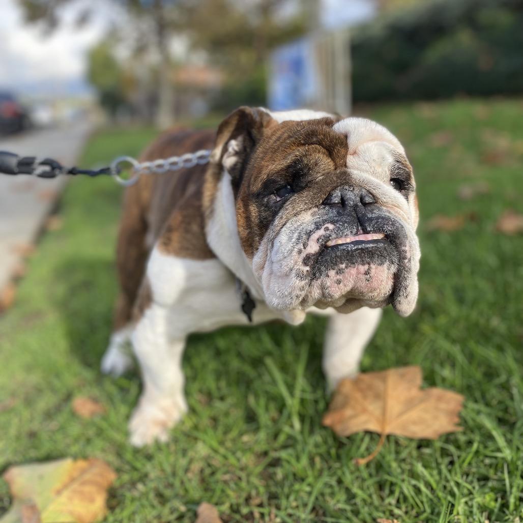 Buster the Bulldog, a Adoptable English Bulldog in Escondido, CA image 3/5