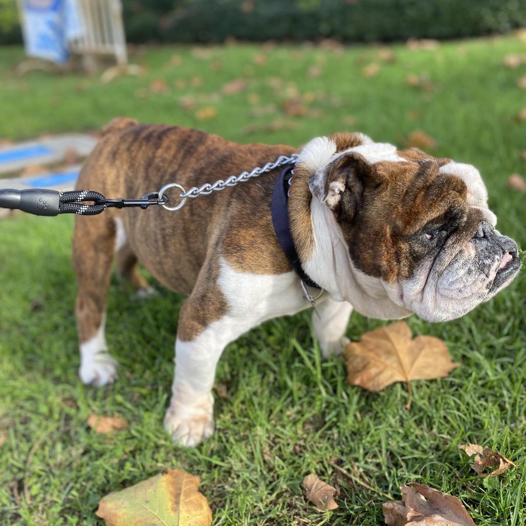 Buster the Bulldog, a Adoptable English Bulldog in Escondido, CA image 5/5