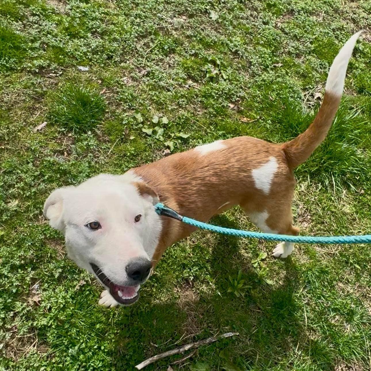 Coop *available for adoption special*