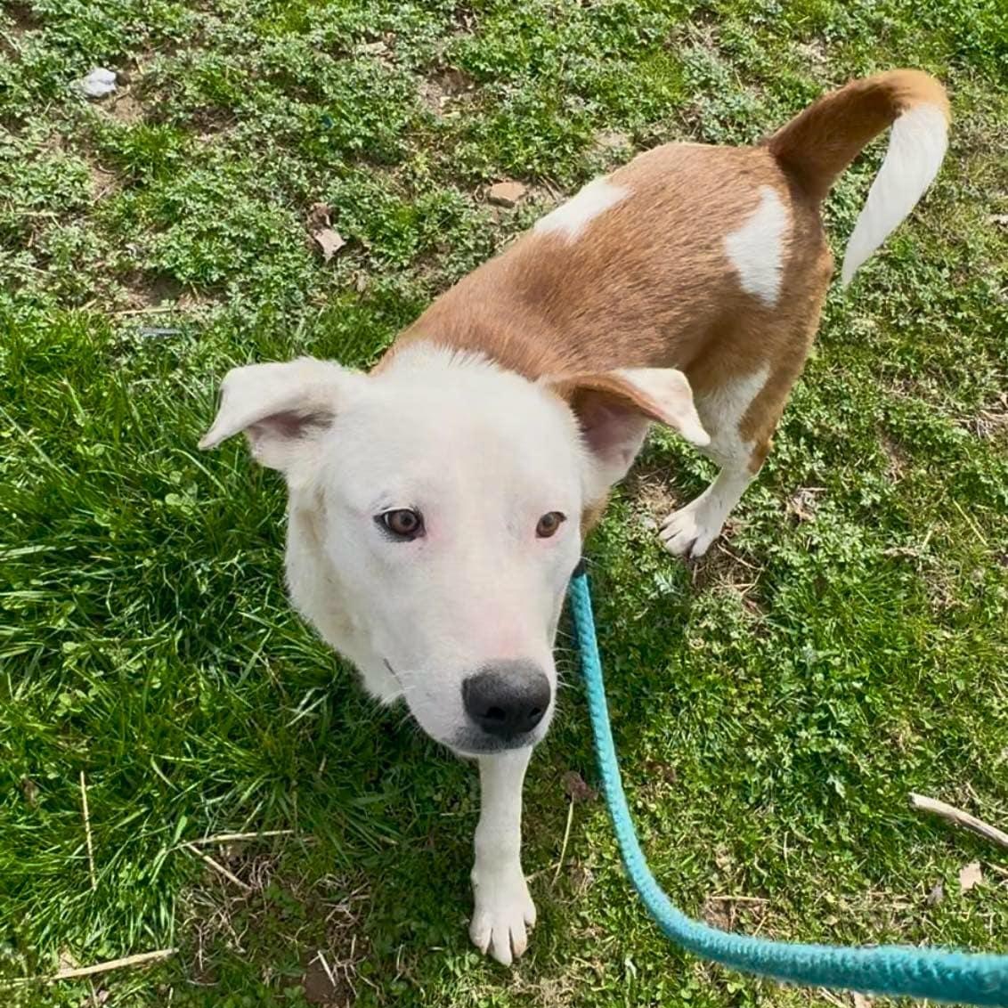 Coop *available for adoption special*