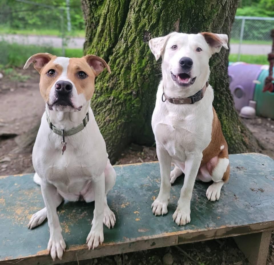 Coop *available for adoption special*