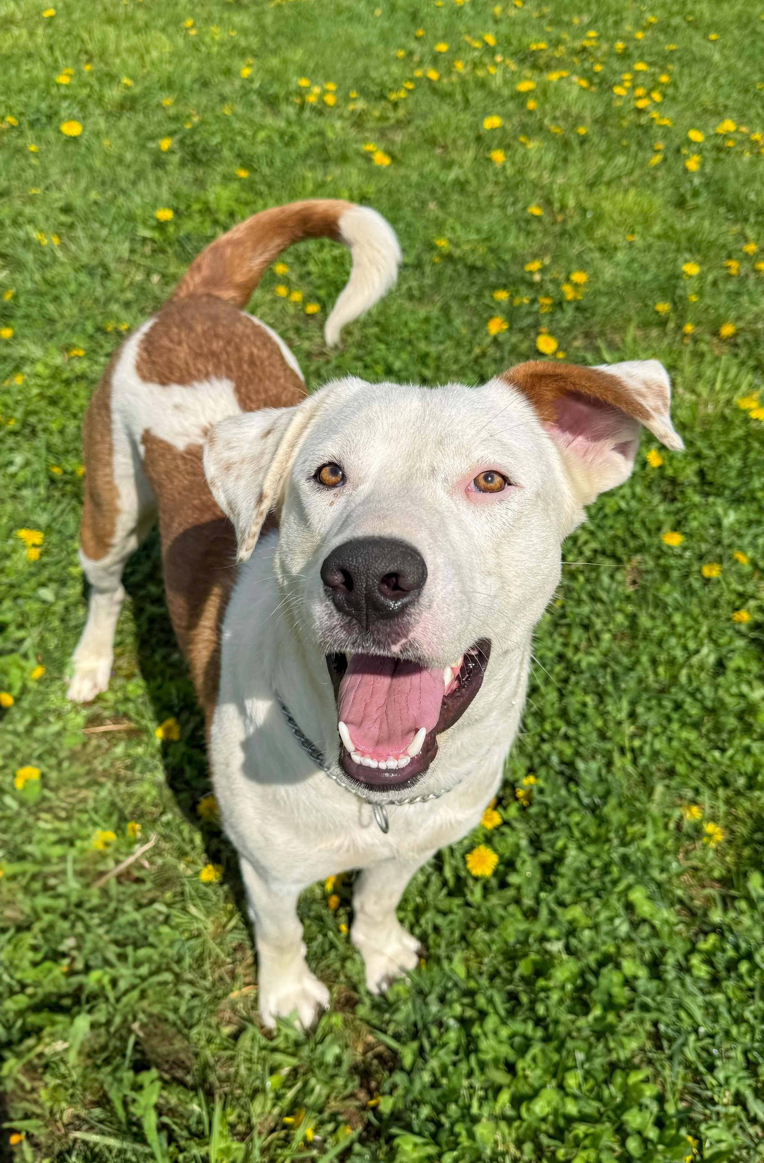 Coop *available for adoption special*