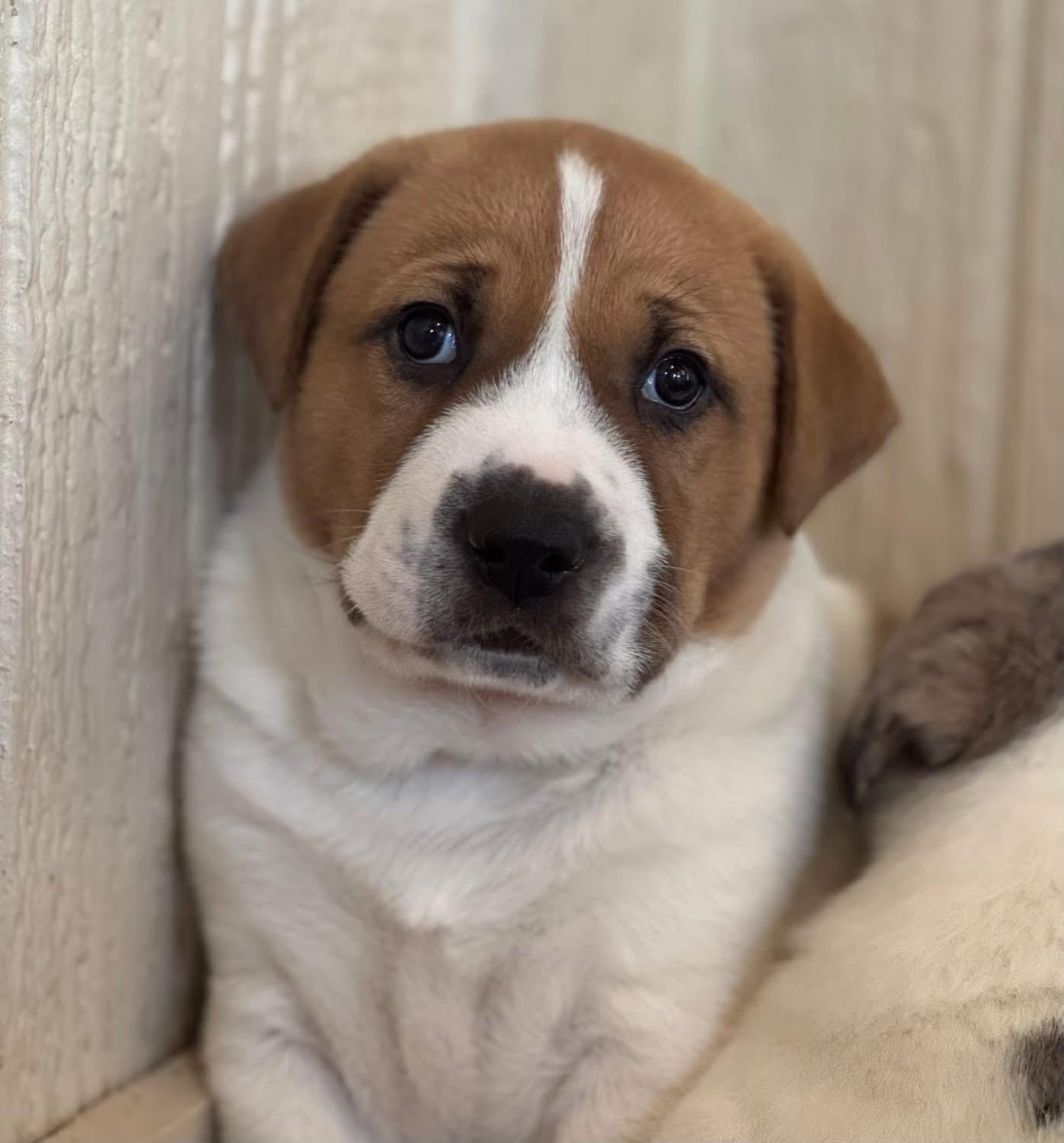 Enlarge Turkey , a ADOPTABLE mixed breed in Southlake, TX image 2/6