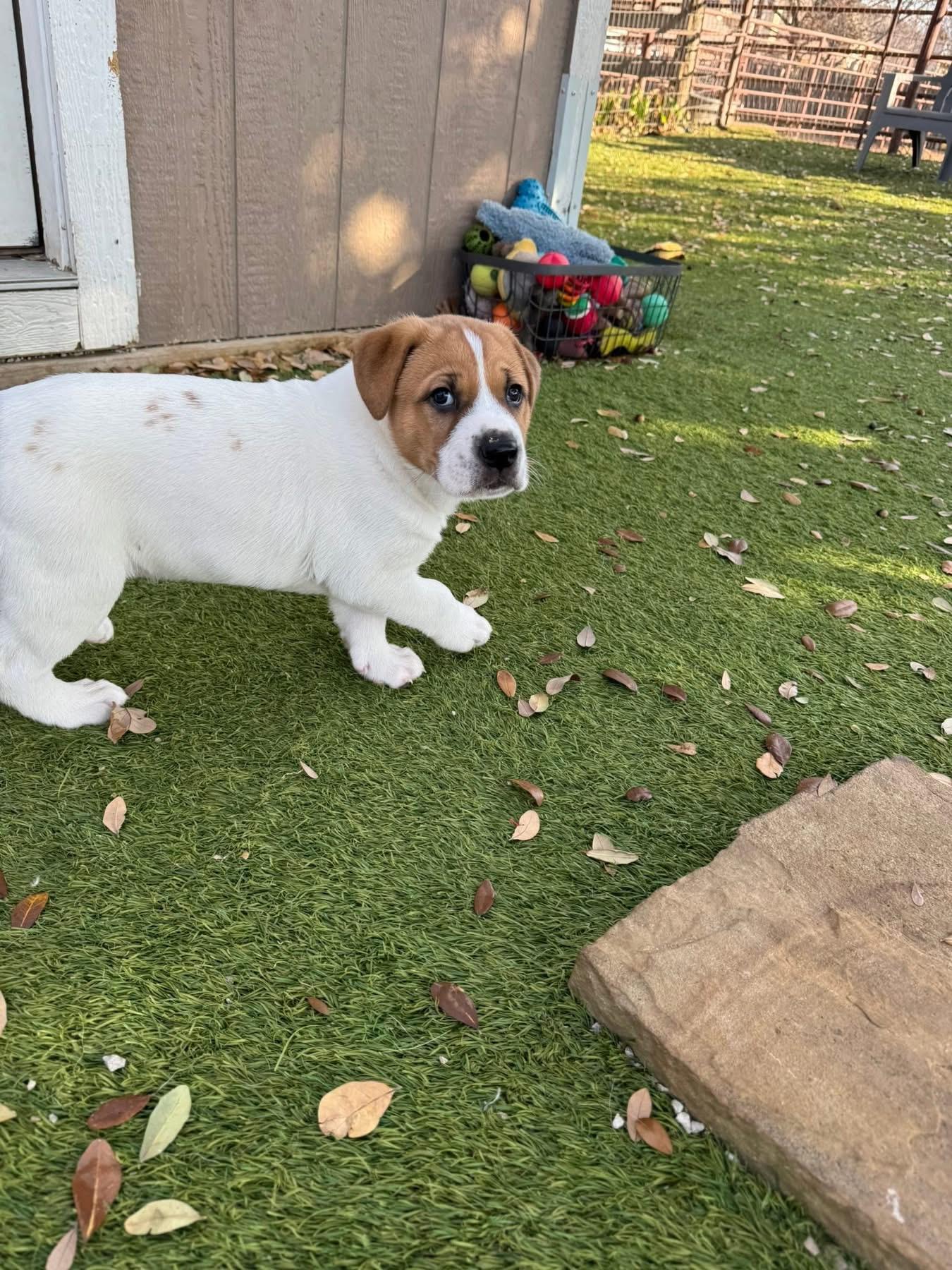 Enlarge Turkey , a ADOPTABLE mixed breed in Southlake, TX image 5/6