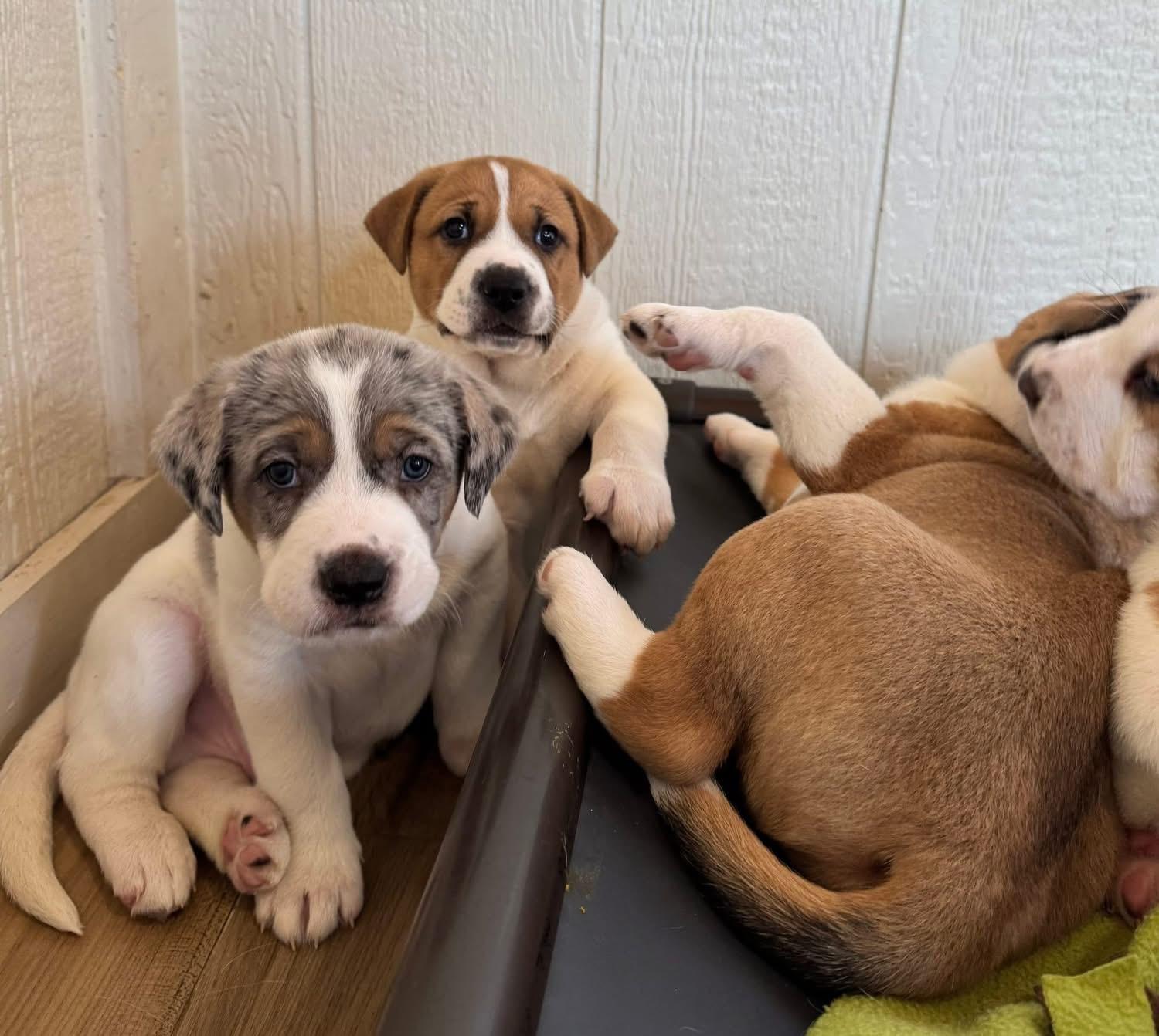 Enlarge Turkey , a ADOPTABLE mixed breed in Southlake, TX image 6/6