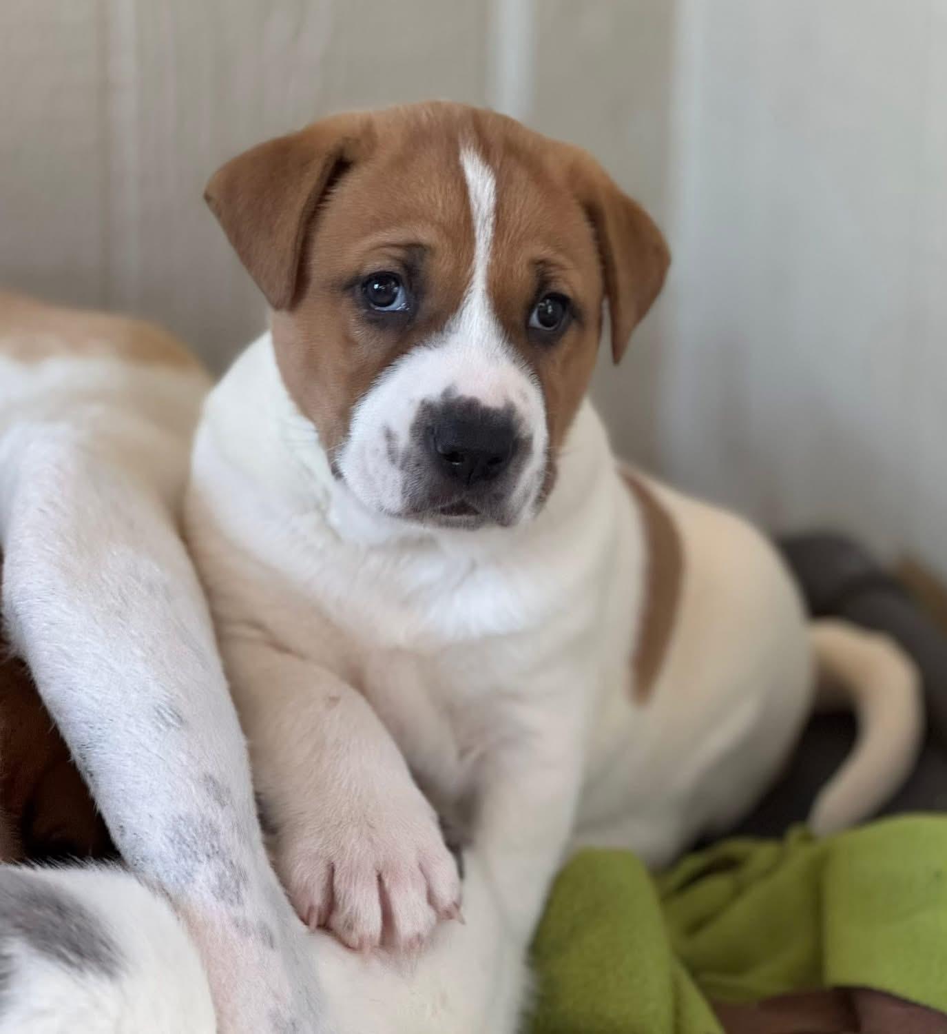 Enlarge Turkey , a ADOPTABLE mixed breed in Southlake, TX image 3/6