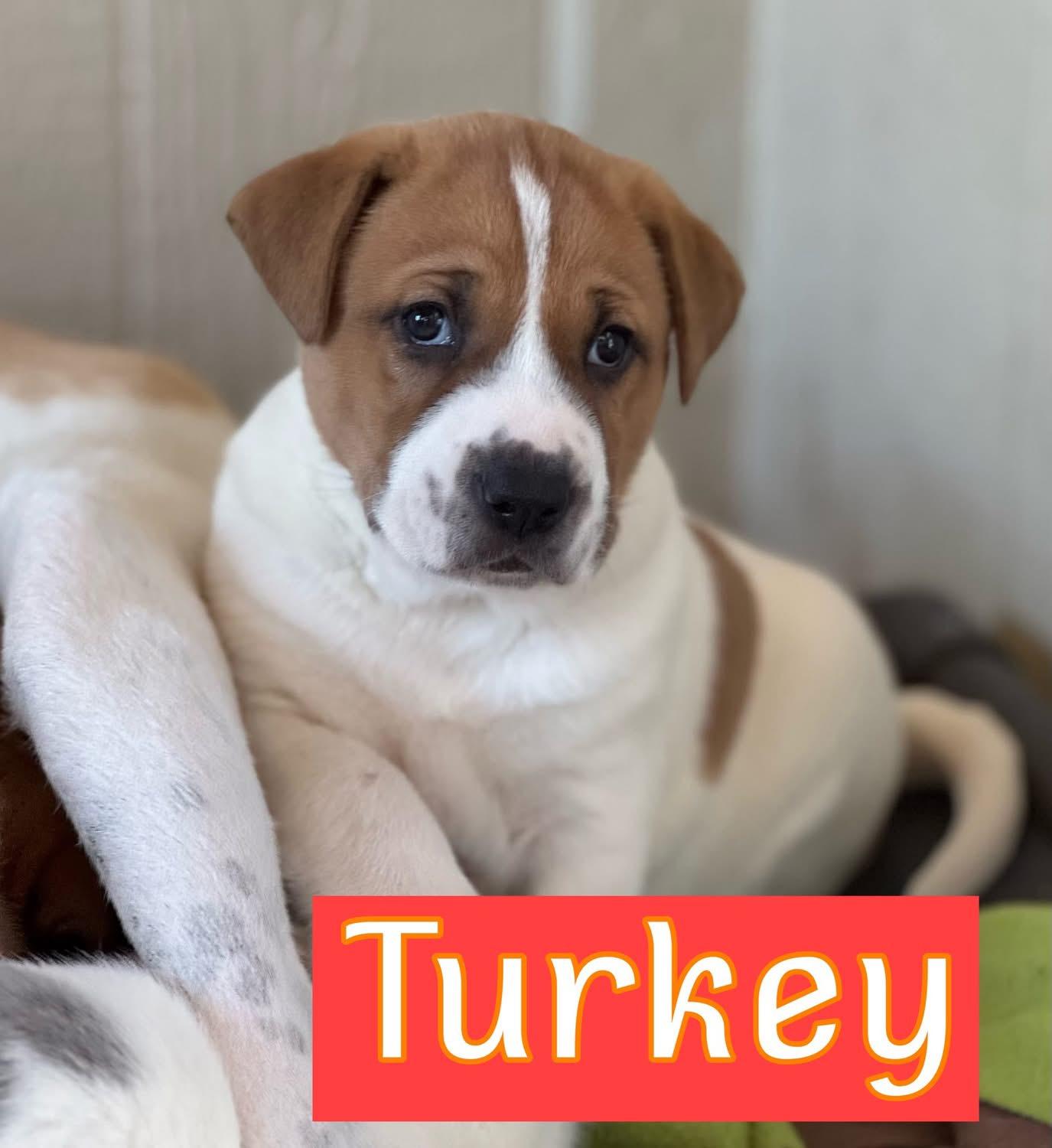 Turkey , ADOPTABLE, Puppy Male Anatolian Shepherd.