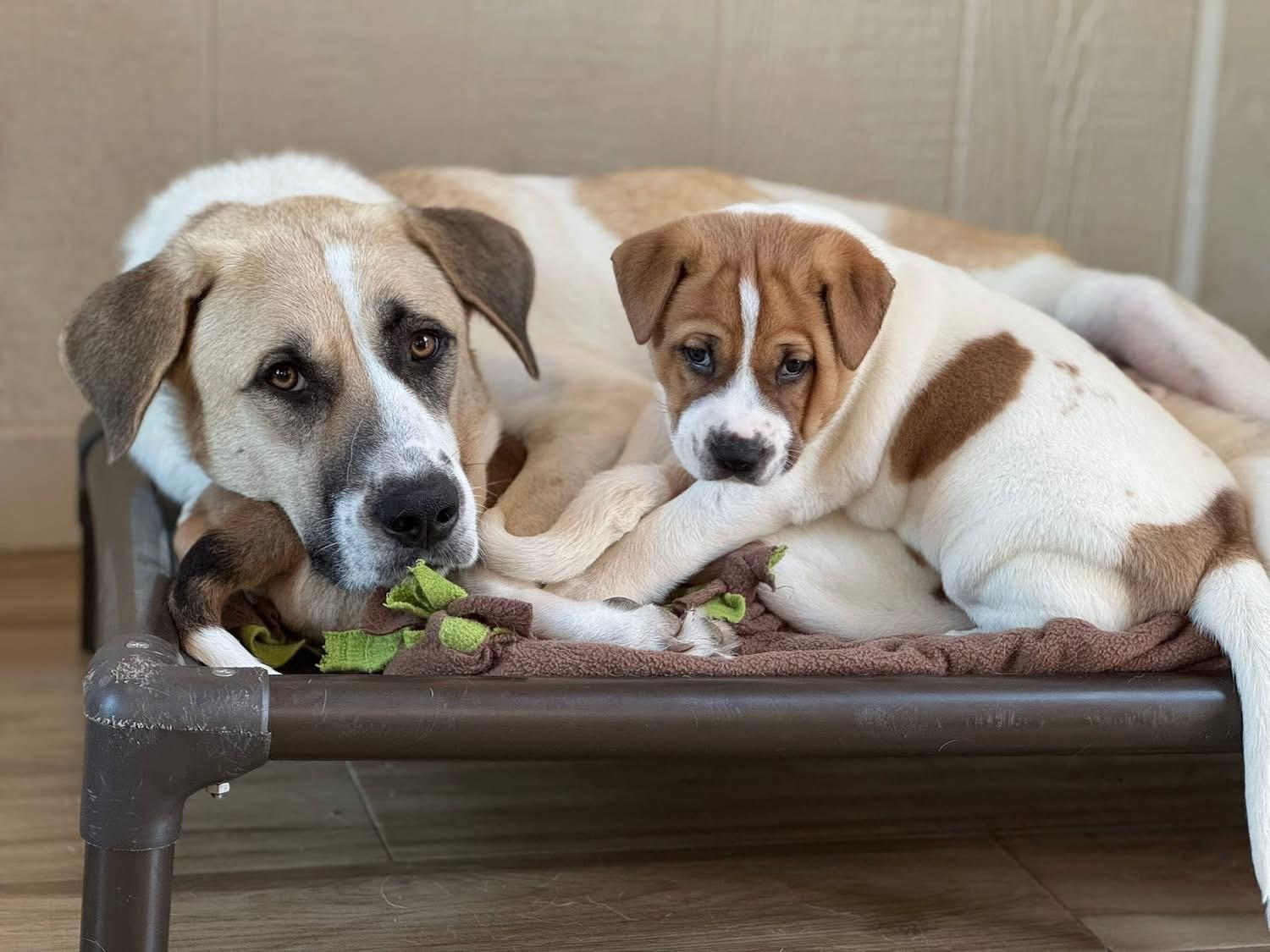 Enlarge Turkey , a ADOPTABLE mixed breed in Southlake, TX image 4/6