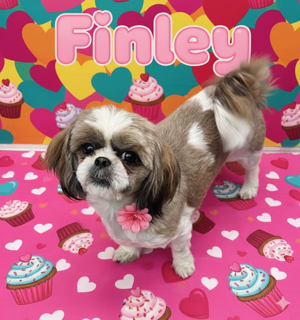 Finley , adopted, Young Female Shih Tzu.