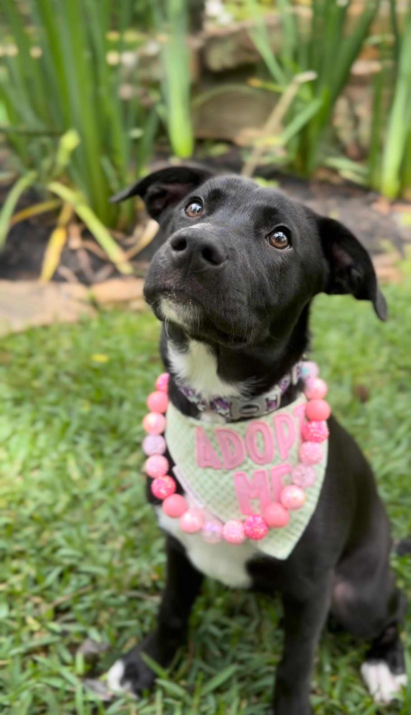 Enlarge Millie, an adopted mixed breed in Albany, NY image 1/6