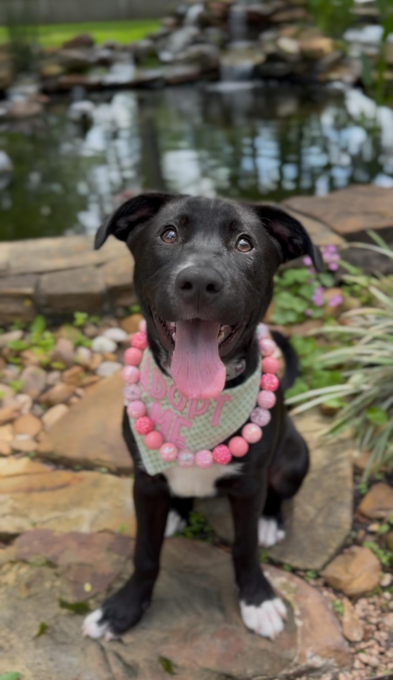 Enlarge Millie, an adopted mixed breed in Albany, NY image 4/6