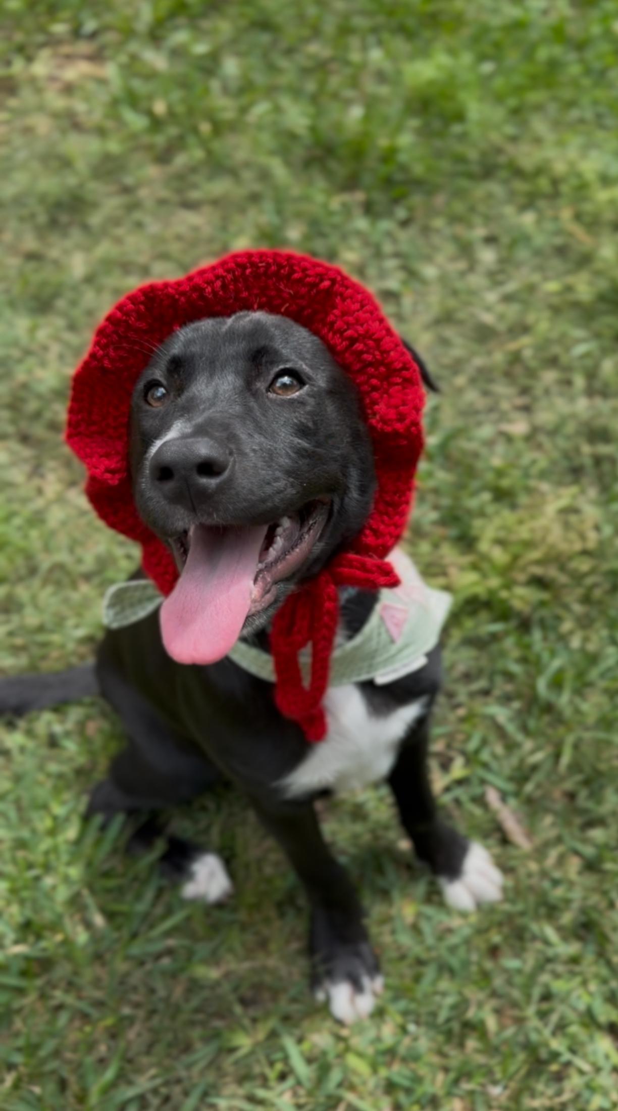 Enlarge Millie, an adopted mixed breed in Albany, NY image 5/6