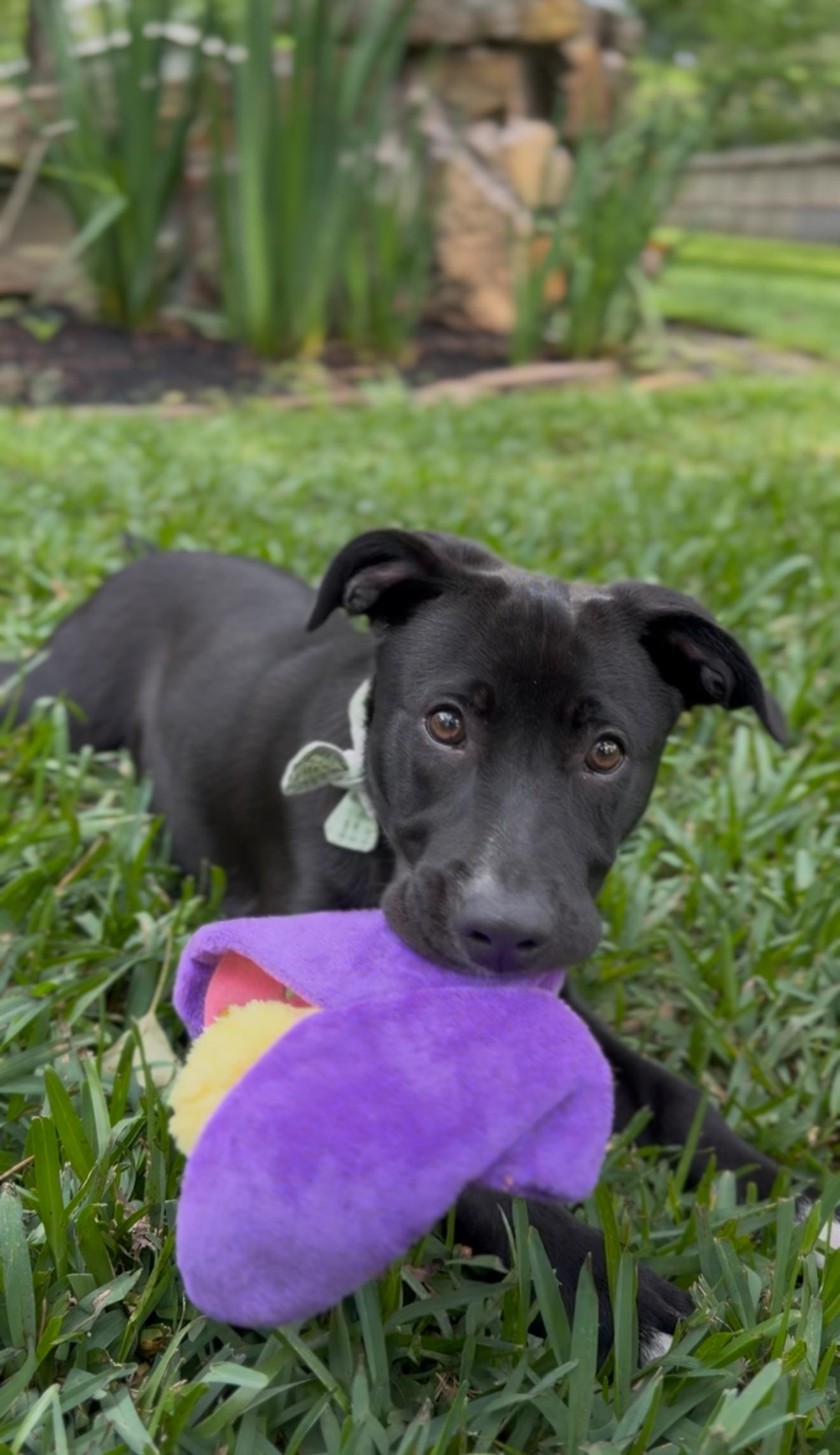 Enlarge Millie, an adopted mixed breed in Albany, NY image 2/6