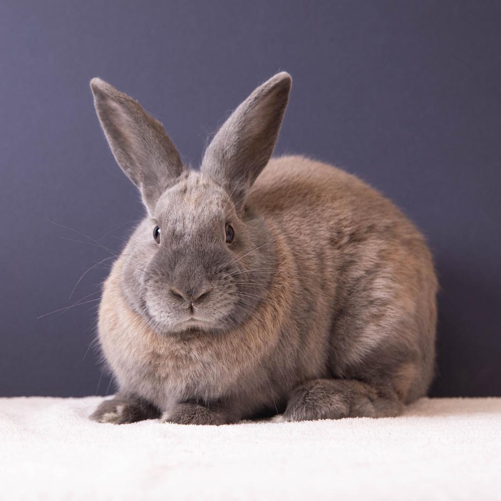 Enlarge Aphid, a Adoptable American in Richmond, CA image 1/6