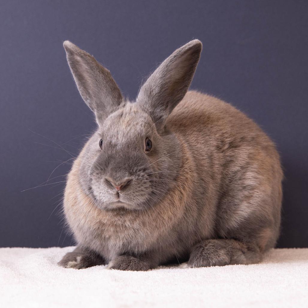 Enlarge Aphid, a Adoptable American in Richmond, CA image 2/6