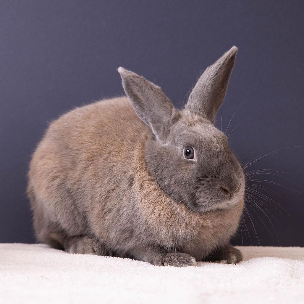 Enlarge Aphid, a Adoptable American in Richmond, CA image 3/6