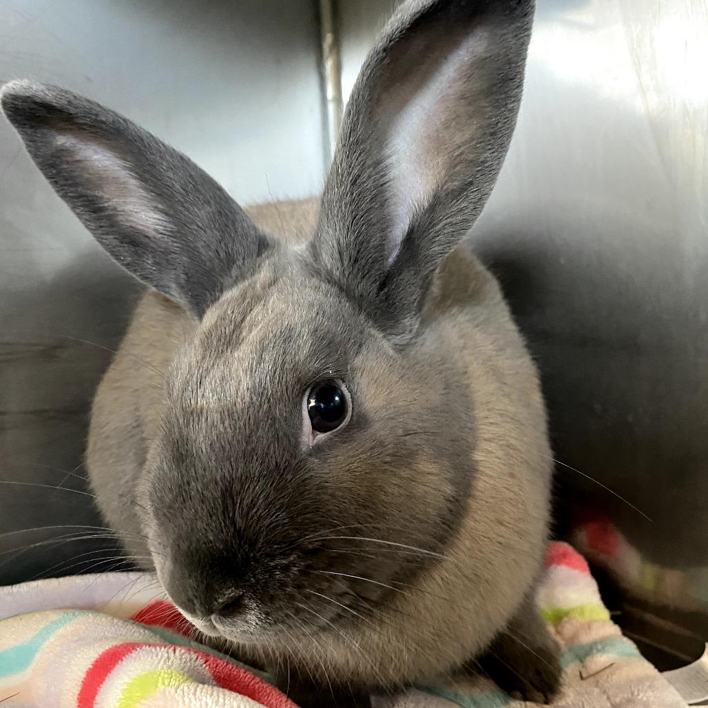 Enlarge Aphid, a Adoptable American in Richmond, CA image 4/6