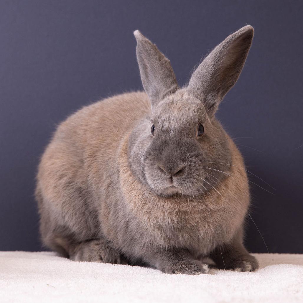 Enlarge Aphid, a Adoptable American in Richmond, CA image 5/6