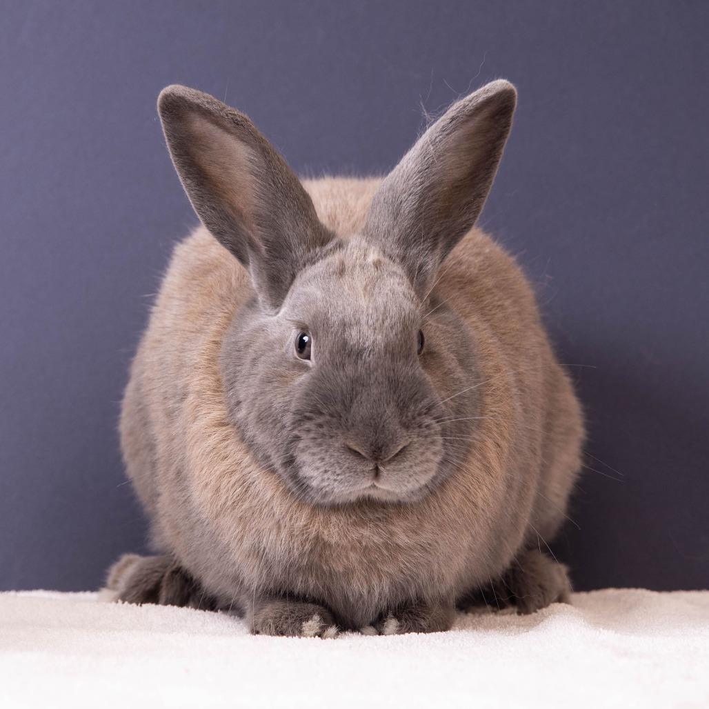 Enlarge Aphid, a Adoptable American in Richmond, CA image 6/6