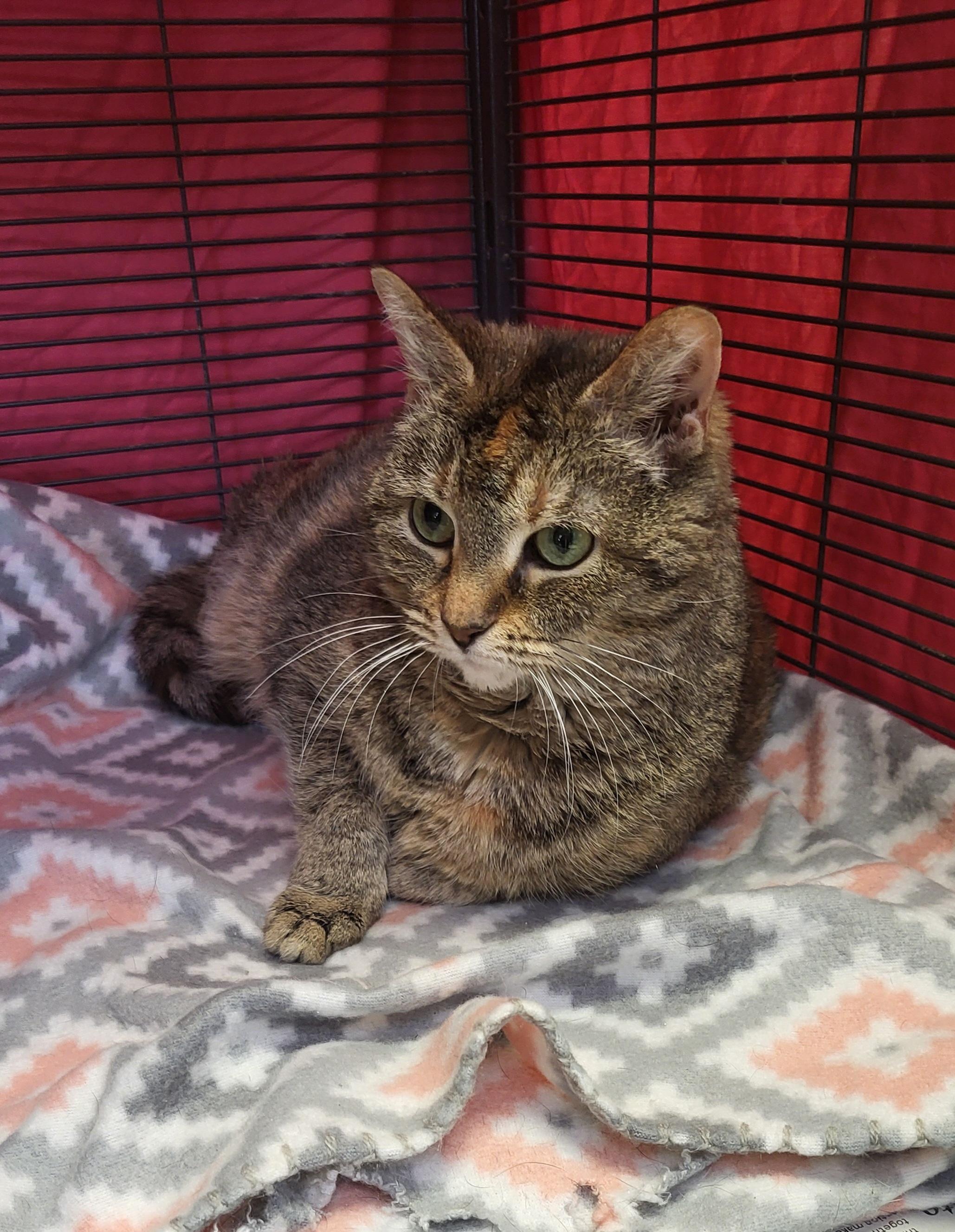 Enlarge Sarah, a Adoptable mixed breed in Muncie, IN image 1/1