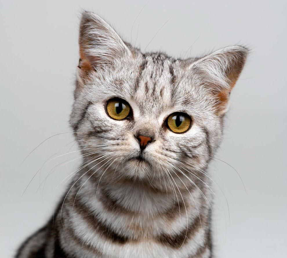 Tic Tac Top - prod test not for adoption, ADOPTABLE, Young Female Bombay.