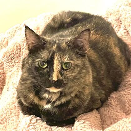 Miss Butters, Adoptable, Adult Female Domestic Short Hair.