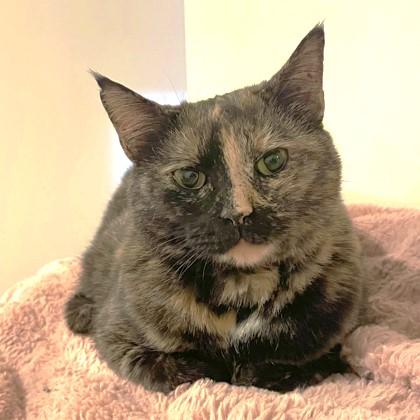 Miss Butters, a Adoptable mixed breed in Atlanta, GA image 2/3