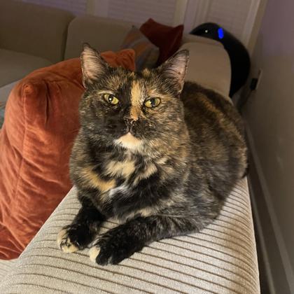 Miss Butters, a Adoptable mixed breed in Atlanta, GA image 3/3
