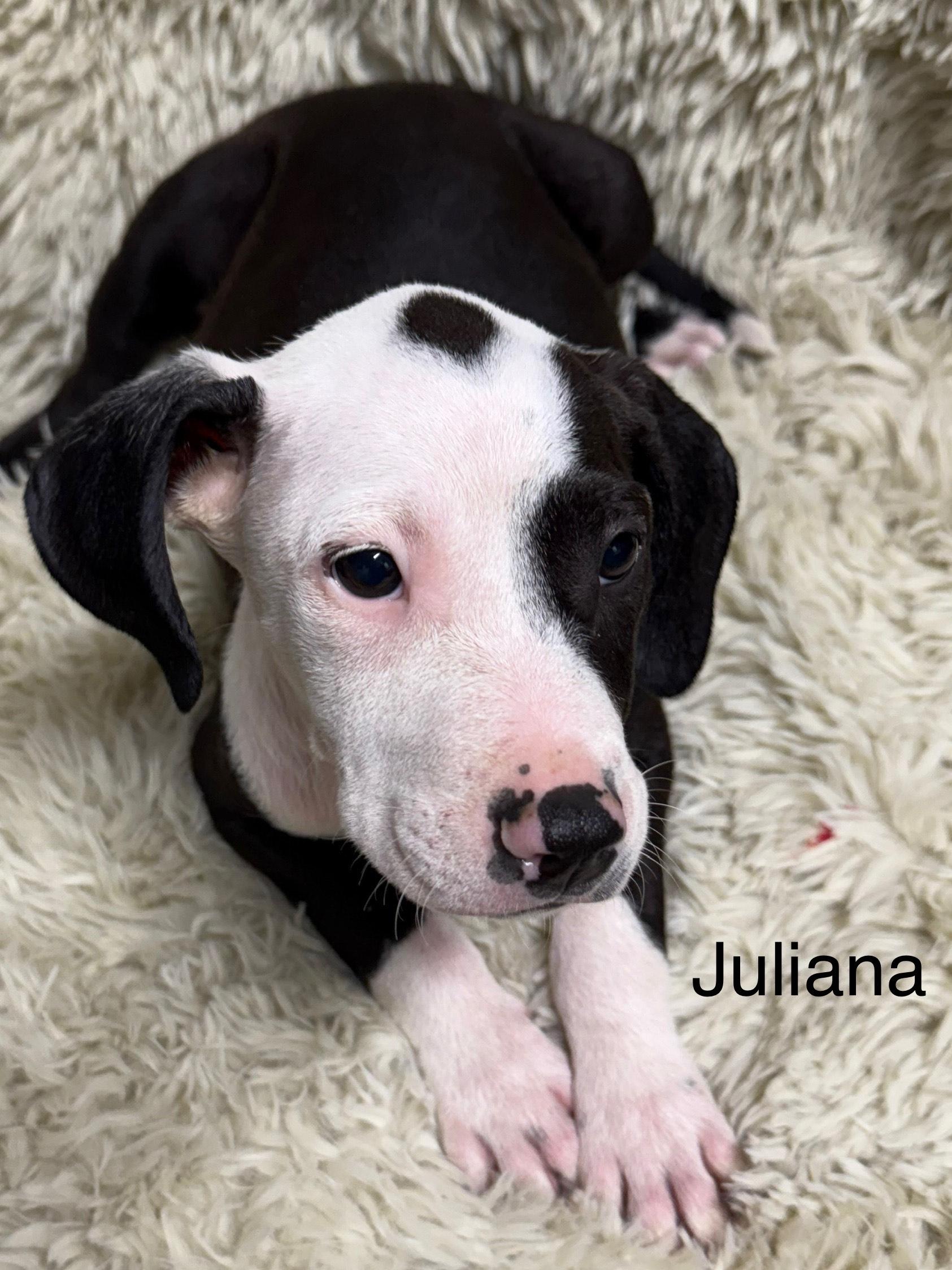 Juliana, a Adoptable mixed breed in modesto, CA image 2/2