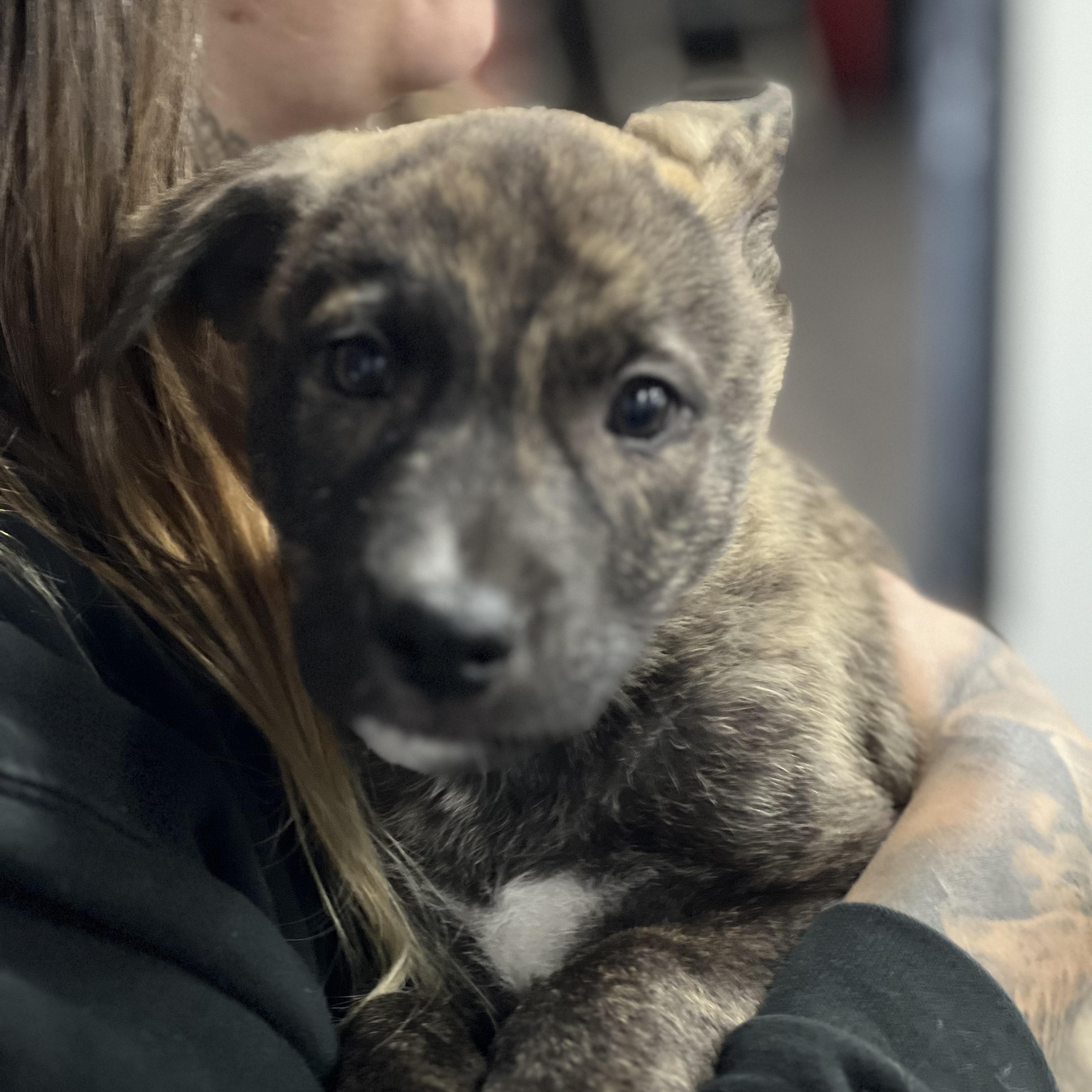 Jigsaw~ curious and cuddly, a Adoptable mixed breed in Irvine, CA image 2/3