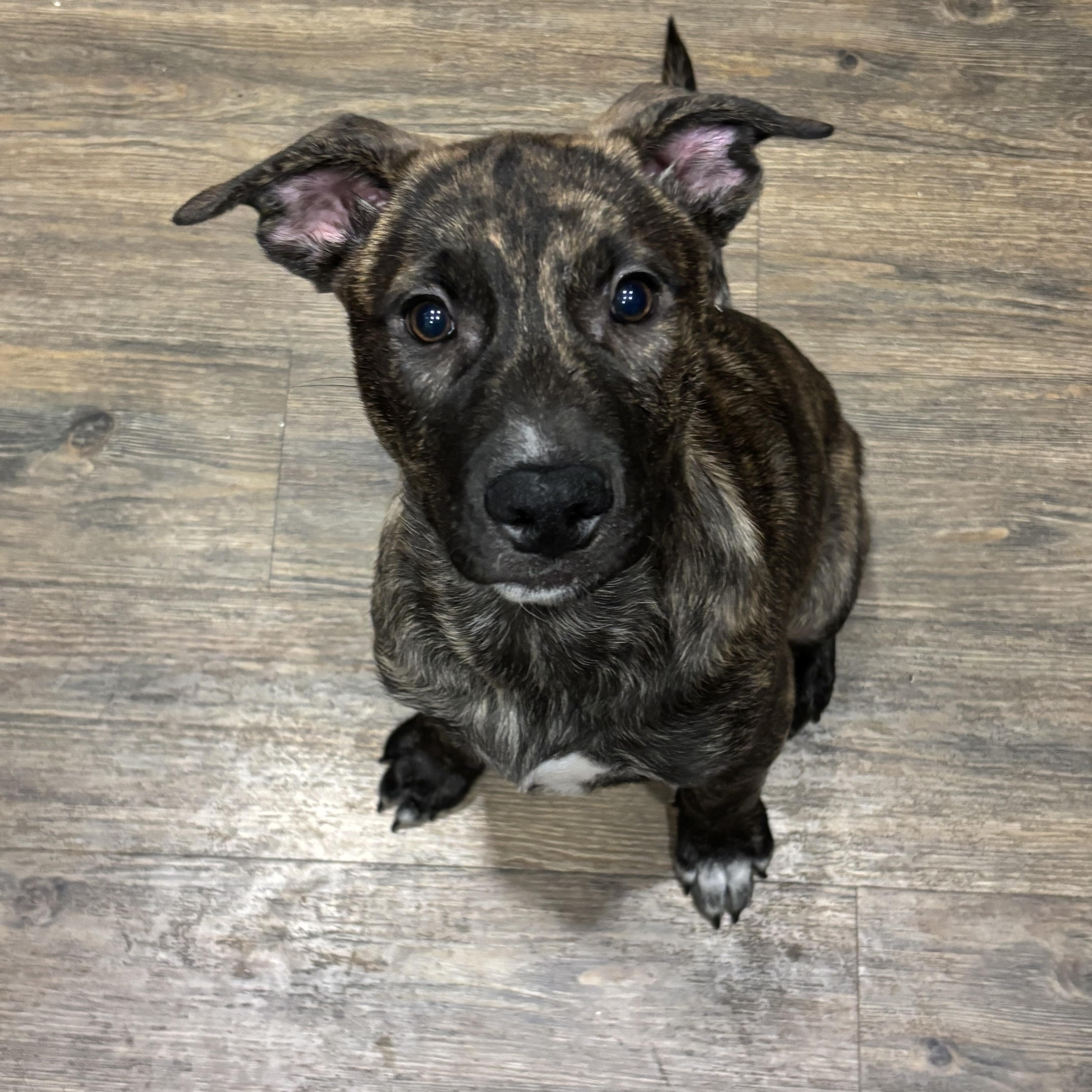 Jigsaw~ curious and cuddly, Adoptable, Puppy Male Shepherd.