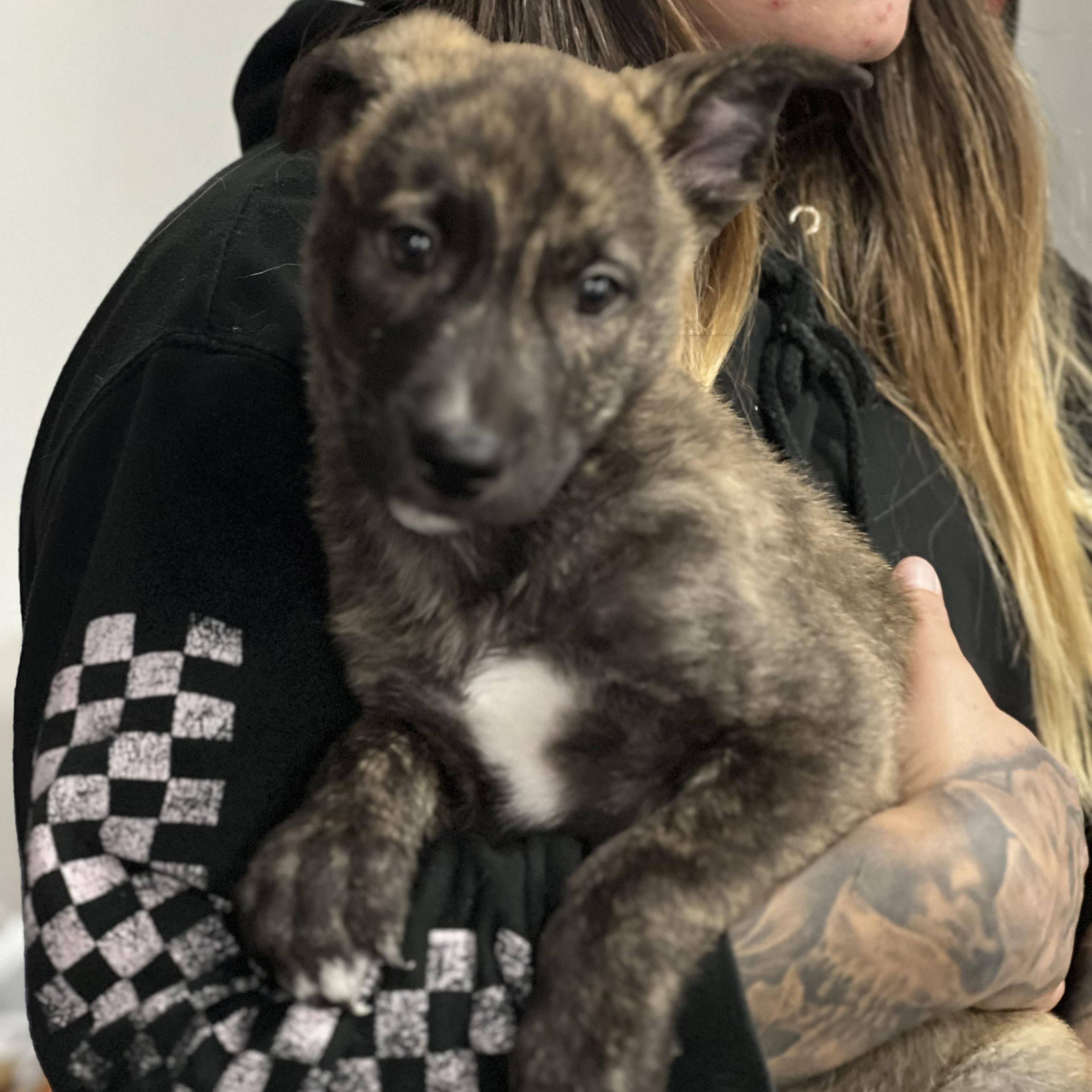 Jigsaw~ curious and cuddly, a Adoptable mixed breed in Irvine, CA image 3/3