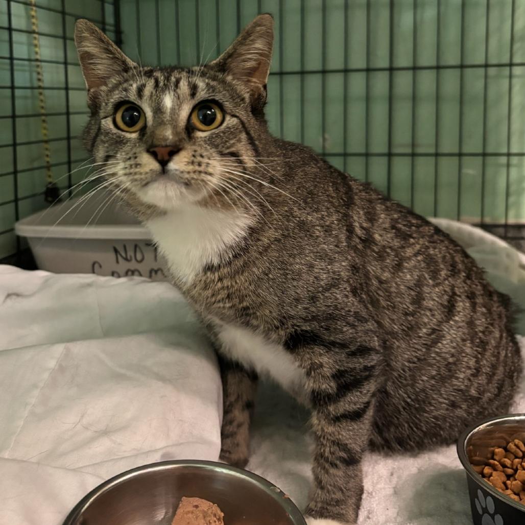 Cupcake, a Adoptable Domestic Short Hair in Hopewell, VA image 2/2