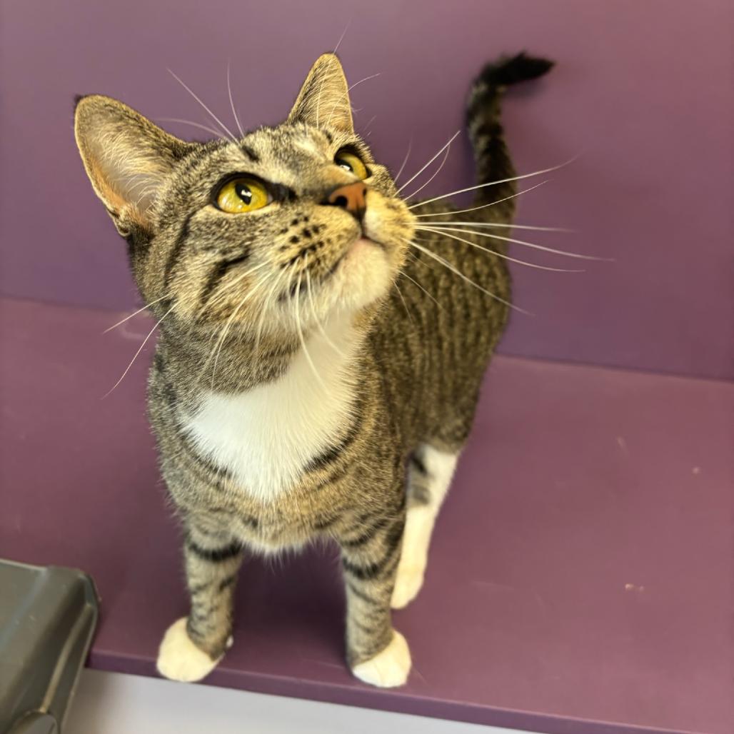 Cupcake, a Adoptable Domestic Short Hair in Hopewell, VA image 1/3