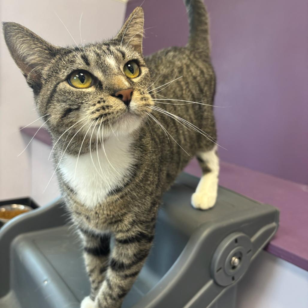 Cupcake, a Adoptable Domestic Short Hair in Hopewell, VA image 2/3