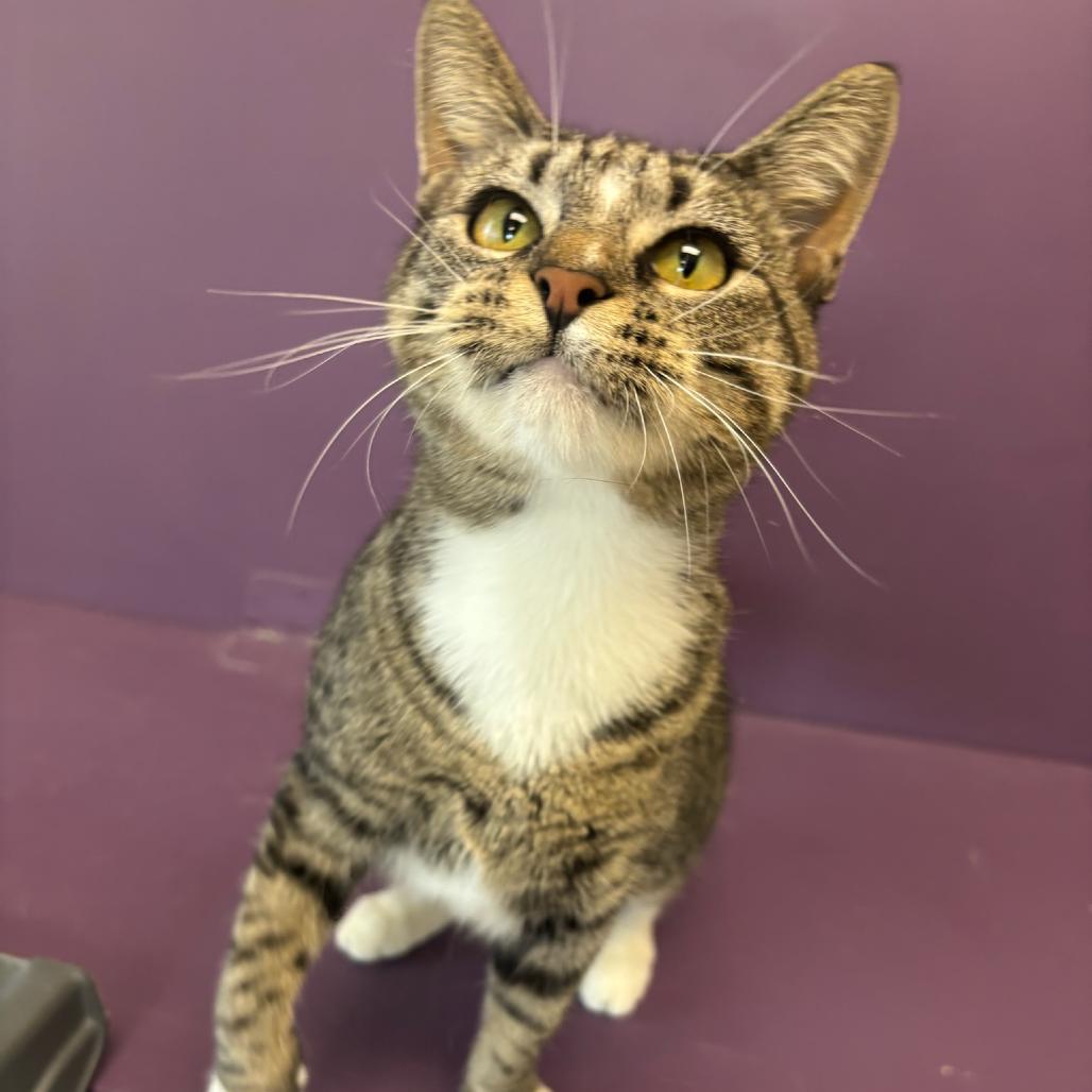 Cupcake, a Adoptable Domestic Short Hair in Hopewell, VA image 3/3