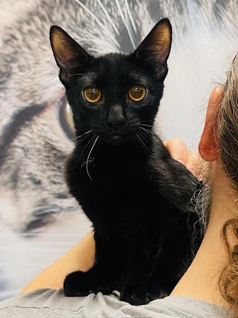 Enlarge Nandor, a Adoptable Domestic Short Hair in Great Falls, MT image 1/1