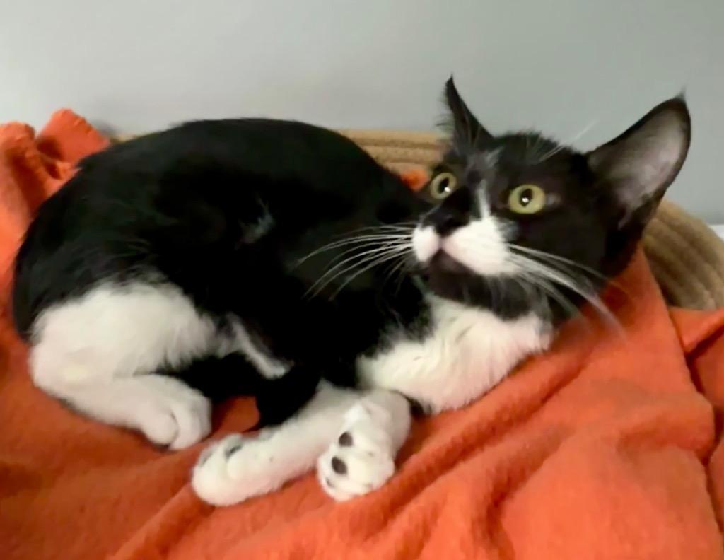 Sasha, Adoptable, Kitten Female Domestic Short Hair.