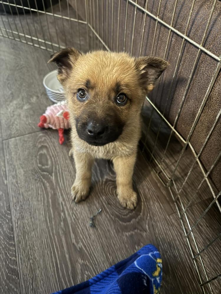 Scooby Doo, Adoptable, Puppy Male Shepherd.
