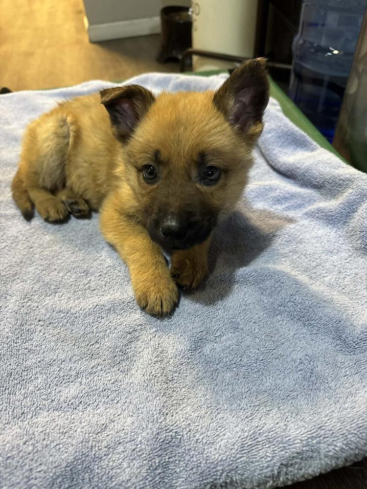 Enlarge Scooby Doo, a Adoptable mixed breed in Irwin, PA image 2/6