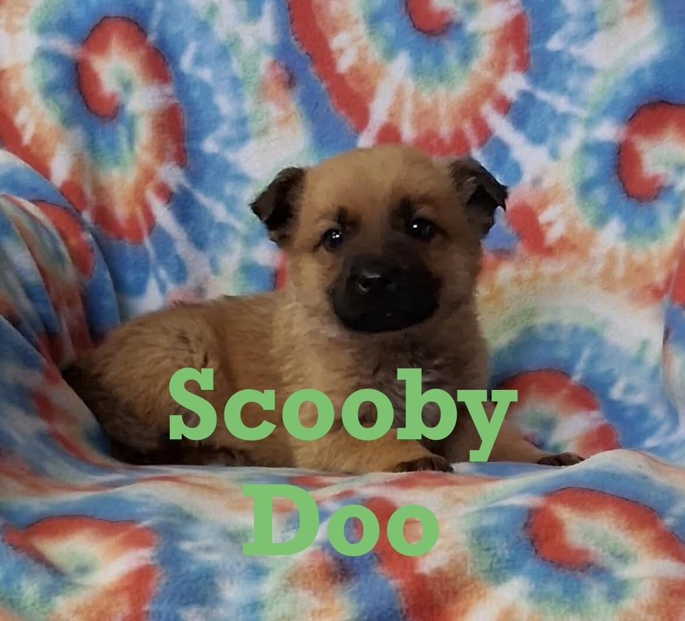 Enlarge Scooby Doo, a Adoptable mixed breed in Irwin, PA image 4/6